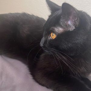 Black Kitty Cat 🐈‍⬛